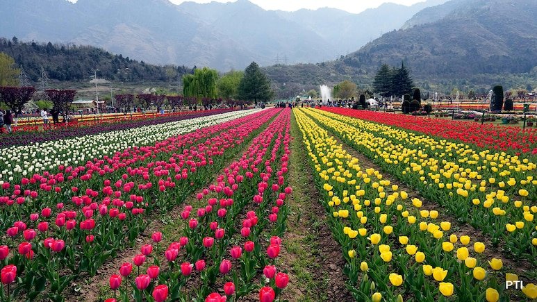 Tulip Garden